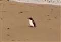 'Is that a penguin on the beach?'