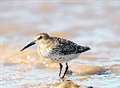 Wetland birds at risk during freezing weather