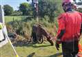 Horse rescued from muddy ditch