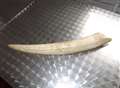 Ivory thieves steal elephant tusk