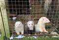 Family pleads for return of stolen pet ferrets