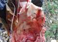 Warning after raw meat dumped in woods
