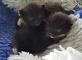 Kittens rescued from building site 