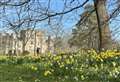 Dazzling daffodils: 11 stunning images at one of Kent's most picture-perfect castles