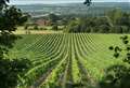 Vineyard raises a glass to healthy growth
