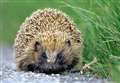 It's 'hectic hedgehog' month
