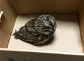 Wounded owl safe after motorway rescue