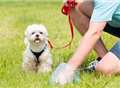 Dog poo DNA pilot scheme begins