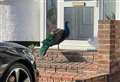 Concerns over safety of peacock on the loose