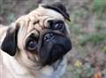 Owner targeted by pug thieves