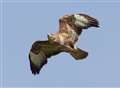 Kent's buzzard population 'could be wiped out': Bird group
