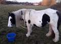 Owner desperate to be reunited with stolen horses