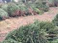 Thieves steal 50 Christmas trees