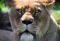 Rescued lions too sick to come to Kent wildlife park
