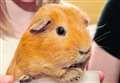 Meet Bubbles - the bionic guinea pig!