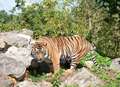 Sumatran tiger put down