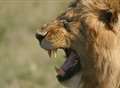 'Trophy hunting is good for lion conservation'