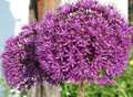 Alluring Alliums – as decorative as they are delicious. 