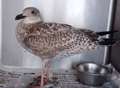 Gull rescued after being impaled on three hooks