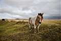 Court of Appeal hears challenge over right to wild camp on Dartmoor