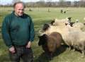 Spate of sheep deaths sparks dog warning
