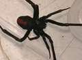 Rare deadly spider found in Kent back garden