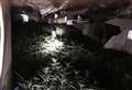 Huge cannabis factory found at empty shop