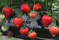 Scientists serve up Ace strawberry