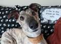 Charity launches sighthound appeal