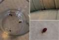 Kent hotel’s deep clean after shocking video of bed bugs crawling over covers