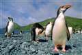Penguins help map Antarctic regions in greatest need of protection
