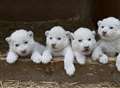Everything's all white for cute lion cubs