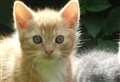 Kitten may have been mutilated 'deliberately' 