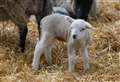 Lambing weekend cancelled over coronavirus fears