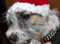 A right old canine Christmas knees-up