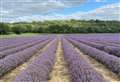 Kent farm’s lavender fields among most Instagrammable in UK