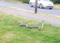 False alarm means 'Zombie' python still loose in Kent town
