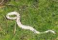 Grave-robbing fox leaves 4ft python in family's garden