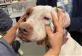 Blind rescue dog dies after seizures take their toll