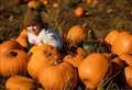 Pick your own pumpkins at Pumpkin Moon