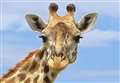 Giraffes to move into wildlife park