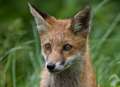 Marksman shoots foxes on golf course