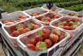 Wimbledon fans tuck into 22 tonnes of Kent strawberries
