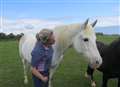 A stable home sought for rescued horses