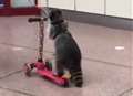 Raccoon travels in style on scooter