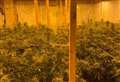 300 cannabis plants seized from village outbuilding 