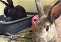 The RSPCA rehomed almost 100 rabbits last year