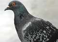 Chubby woman with missing teeth in attack over pigeon