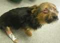 Ministers to discuss tortured puppy's ordeal