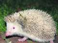 Rare albino hedgehog makes 250-mile trip